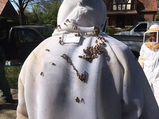 Bee removal specialist in a protective suit covered with honeybees during a live bee removal, with a second specialist nearby